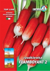 Rzodkiewka FAMBOYAND 2